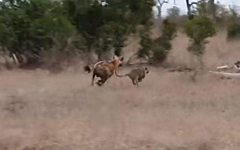 വീഡിയോ ദൃശ്യം