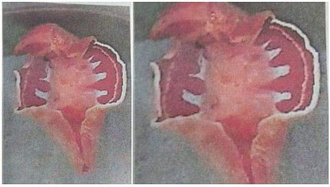 കരകാണാ മീന്‍