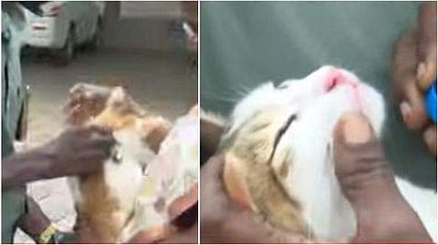 വെടിയേറ്റ പൂച്ച / ടെലിവിഷൻ ദൃശ്യം