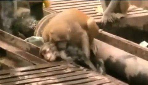 കുരങ്ങന് അടിയന്തര ശ്രൂശ്രൂഷ നല്‍കുന്നു