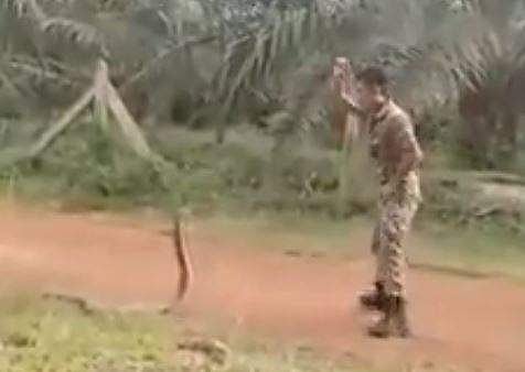 പത്തിവിടര്‍ത്തി നില്‍ക്കുന്ന പാമ്പിനെ പിടികൂടാന്‍ ശ്രമിക്കുന്നു