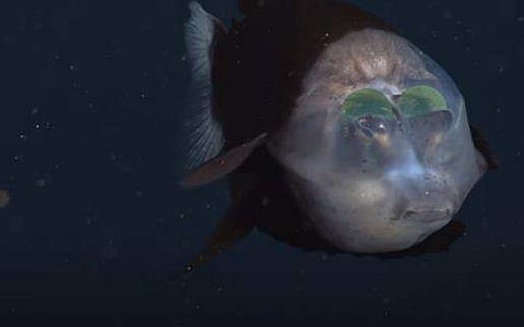 'അപൂര്‍വ്വ' മത്സ്യം