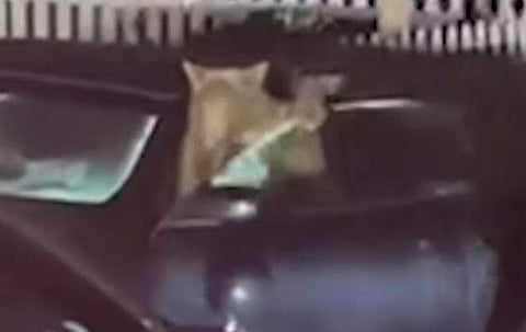 കാറിനുള്ളില്‍ കുടുങ്ങിയ കരടിക്കുഞ്ഞുങ്ങള്‍