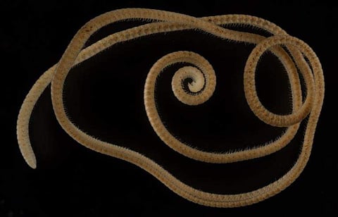 ഫോട്ടോ: ട്വിറ്റർ