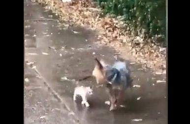 പൂച്ചക്കുട്ടിയെ വീട്ടില്‍ എത്തിക്കുന്ന നായ