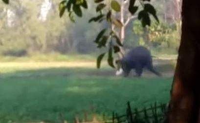 യുവാവിനെ കാട്ടാന ആക്രമിക്കുന്നു, എഎന്‍ഐ