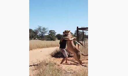 യുവാവിന്റെ നേര്‍ക്ക് സിംഹം ചാടിവീഴുന്നു