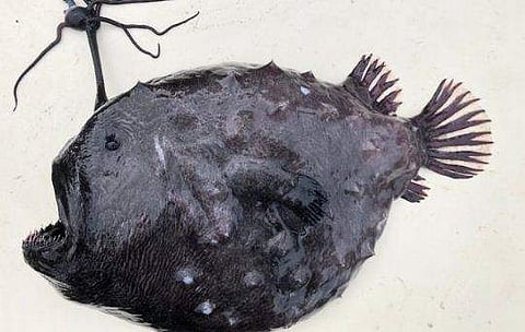 ഫോട്ടോ: ട്വിറ്റർ