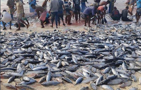 ലക്ഷദ്വീപ് തീരത്ത് കൂട്ടത്തോടെ ചൂര മത്സ്യം