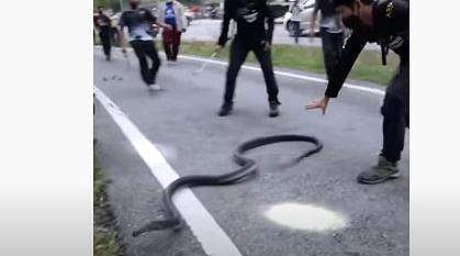 റോഡില്‍ കണ്ടെത്തിയ രാജവെമ്പാലയെ പിടികൂടാനുള്ള ശ്രമം