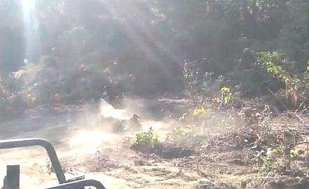 കടുവകള്‍ തമ്മില്‍ പൊരിഞ്ഞ പോരാട്ടം