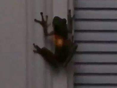 'മിന്നുന്ന' തവള