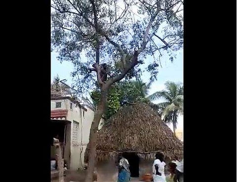 വീഡയോ സ്‌ക്രീന്‍ഷോട്ട്