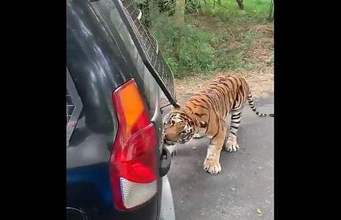 എസ് യുവി കടിച്ചു വലിക്കുന്ന കടുവ