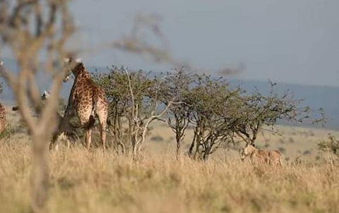 ജിറാഫിന്റെ പിന്നാലെ പായുന്ന സിംഹം
