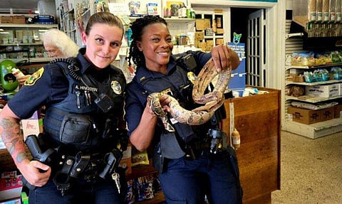 സോഫയില്‍ ഒളിച്ചിരുന്ന പാമ്പിനെ പിടികൂടിയപ്പോള്‍