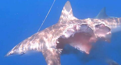 പാതി ശരീരം നഷ്ടപ്പെട്ട സ്രാവ്‌