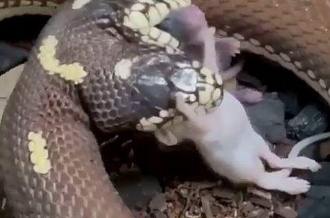 ഒരേ സമയം രണ്ട് ഇരകളെ വേട്ടയാടുന്ന ഇരട്ടത്തലയന്‍ പാമ്പ്