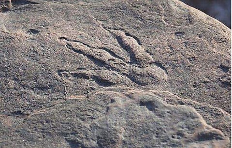 220 ദശലക്ഷം വർഷം പഴക്കമുള്ള ദിനോസറിന്റെ കാൽപ്പാട്/ ചിത്രം: ഇൻസ്റ്റ​ഗ്രാം