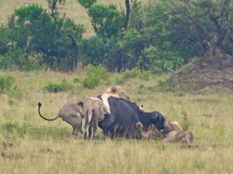 കാട്ടുപോത്തിനെ ആക്രമിക്കുന്ന സിംഹക്കൂട്ടം