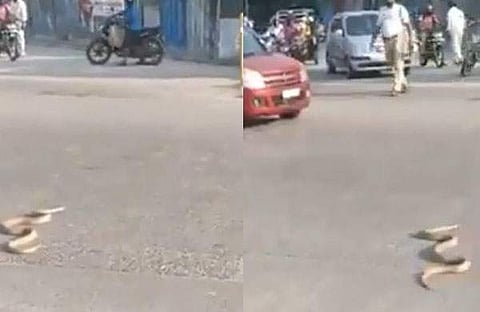 പാമ്പ് നടുറോഡില്‍/വിഡിയോ ദൃശ്യം