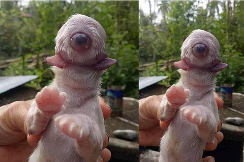 സൈ​ക്ലോ​പ്‌​സ് എന്ന നാ​യ്ക്കു​ട്ടി/ ചിത്രം: ഫേസ്ബുക്ക്​ ​