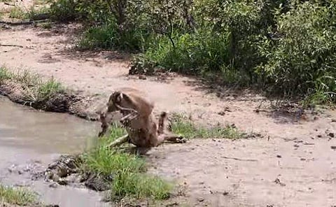 മുതലയുടെ ആക്രമണത്തില്‍ നിന്ന് രക്ഷപ്പെടുന്ന ഇമ്പാല