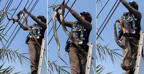 വൈദ്യുതി കമ്പിയിൽ ചുറ്റിപ്പിണഞ്ഞ് പടുകൂറ്റൻ പെരുമ്പാമ്പ്; അത്ഭുത രക്ഷപ്പെടൽ (വീഡിയോ)