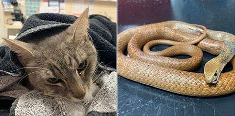 Image Credit: Animal Emergency Service