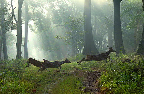 വയനാട്: ഫോട്ടോ: ടിപി സൂരജ്/ എക്സ്പ്രസ്