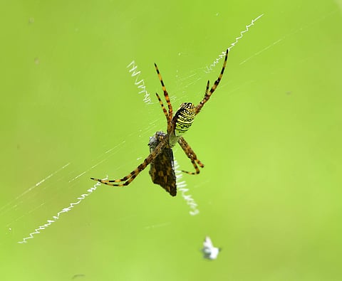 ചലന്തിയുടെ പിടിയിൽപ്പെട്ട പൂമ്പാറ്റ