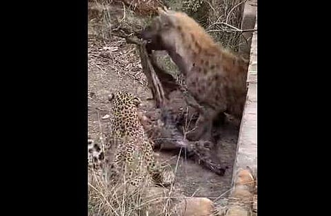 കഴുതപ്പുലിയും പുള്ളിപ്പുലിയും തമ്മില്‍ പോരാട്ടം