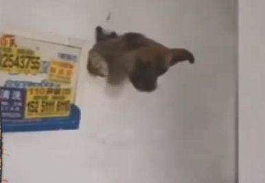 ഭിത്തിയില്‍ കുടുങ്ങിയ നായ