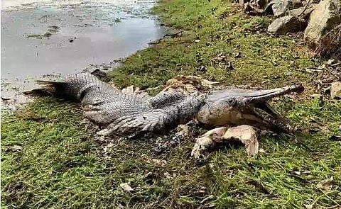 തീരത്തടിഞ്ഞ മത്സ്യത്തിന്റെ മൃതശരീരം/ ട്വിറ്റർ