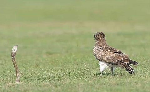 പരുന്തിന് മുന്നില്‍ പത്തിവിടര്‍ത്തി മൂര്‍ഖന്‍