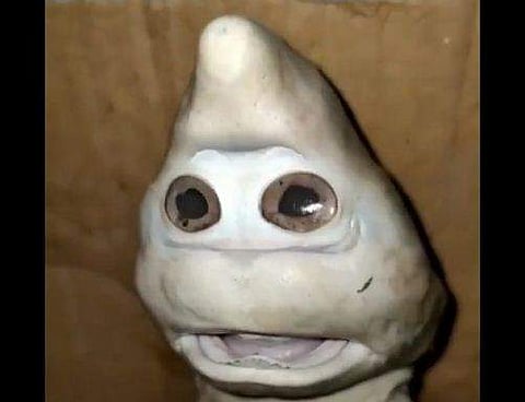 മനുഷ്യമുഖത്തിന് സമാനമായ സ്രാവിന്‍ കുഞ്ഞ്