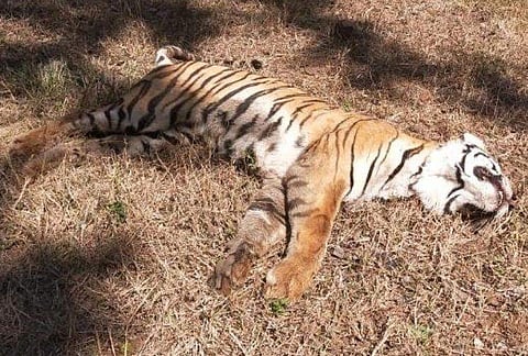 അവ്നി എന്ന കടുവ വെടിയേറ്റ് ചത്ത നിലയിൽ/ ട്വിറ്റർ