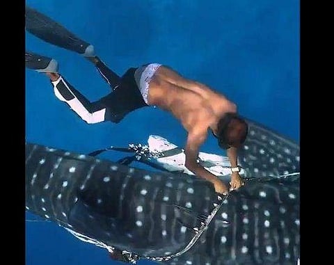 പ്ലാസ്റ്റിക് കയറില്‍ കുടുങ്ങിയ കൂറ്റന്‍ സ്രാവിനെ രക്ഷപ്പെടുത്തുന്നു