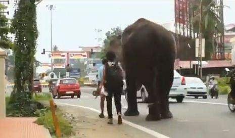 റോഡില്‍ ചത്തുകിടക്കുന്ന മൃഗത്തെ കണ്ട് വഴിമാറി പോകുന്ന ആന