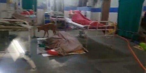 ആശുപത്രി വാര്‍ഡില്‍ തെരുവ് നായകള്‍ / വീഡിയോ ചിത്രം