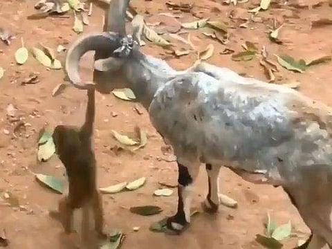 മാനിന്റെ കൊമ്പില്‍ തൂങ്ങിയാടി കുട്ടിക്കുരങ്ങന്‍