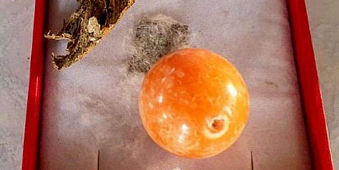 ഓറഞ്ച് പവിഴം/ Image Credit: Viralpress