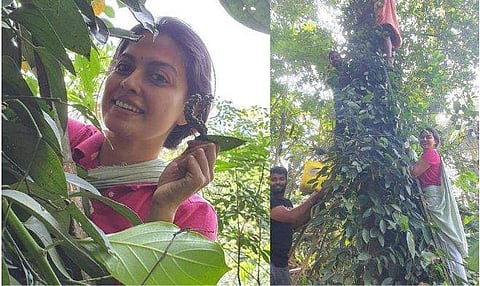 മരത്തിൽ കയറി കുരുമുളക് പറിക്കുന്ന അനുശ്രീ/ ഇൻസ്റ്റ​ഗ്രാം