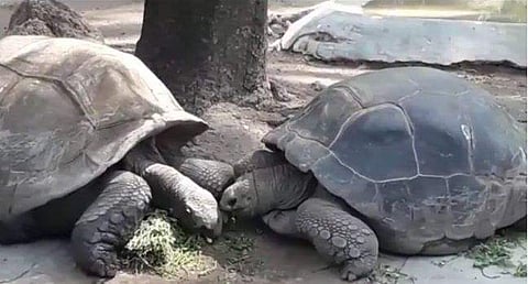 നെഹ്‌റു സുവോളജിക്കല്‍ പാര്‍ക്കിലെ ഗാലപാഗോസ് ഇനത്തില്‍പ്പെട്ട ആമ