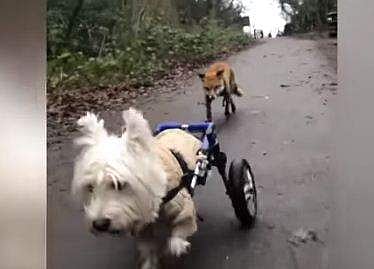 കാലില്ലാത്ത നായയെ പിന്തുടരുന്ന കണ്ണ് കാണാന്‍ കഴിയാത്ത കുറുക്കന്‍