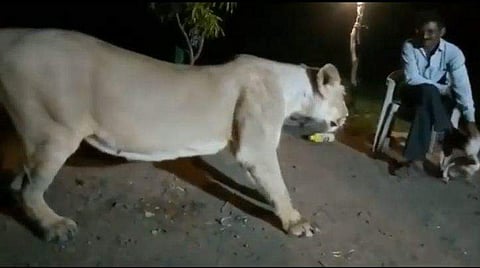 സിംഹത്തെ കോഴിയെ കാണിച്ച് പറ്റിക്കുന്ന ദൃശ്യം