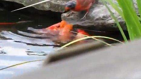 മത്സ്യങ്ങള്‍ക്ക് തീറ്റ കൊടുക്കുന്ന പക്ഷി