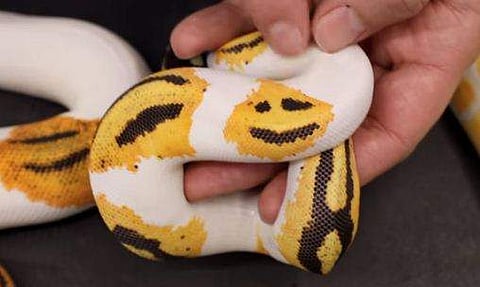 പുറത്ത് ചിരിക്കുന്ന ഇമോജിയുള്ള അപൂര്‍വ്വയിനം പാമ്പ്