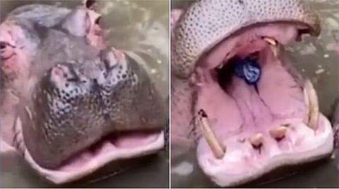 വീഡിയോ ​ദൃശ്യം