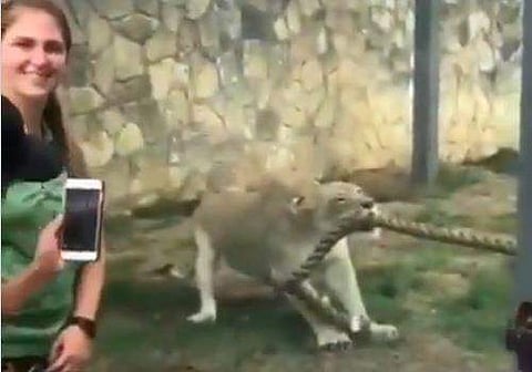 വടംവലിയില്‍ പങ്കെടുക്കുന്ന സിംഹം